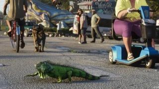 GTA 6 Fragmanındaki Tüm Hayvanlar Tek Tek Analiz Ediliyor