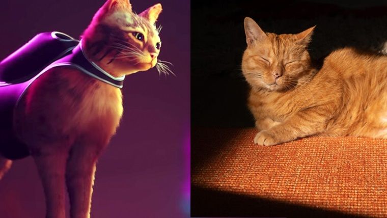Stray oyununun ilham aldığı kediler ortaya çıktı Stray oyununun ilham aldığı kediler ortaya çıktı