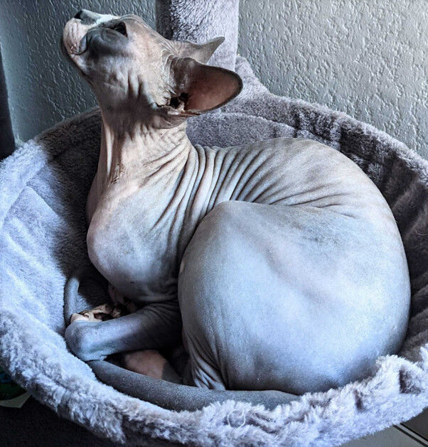 Stray oyununun ilham aldığı kediler ortaya çıktı - 2 Stray oyununun ilham aldığı kediler ortaya çıktı