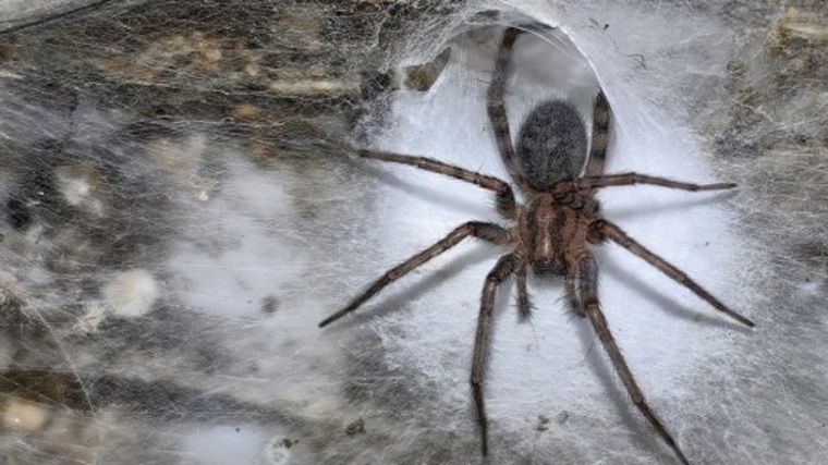 Dünyanın En Büyük Örümcek Ağı Keşfedildi Dünyanın En Büyük Örümcek Ağı Keşfedildi